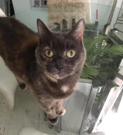 Love Cats Pet Sitters – Tulse Hill