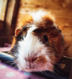 Jack's Pad Guinea Pig Boarding