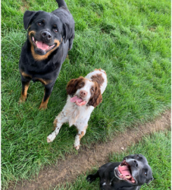 Mickleton Kennels and Cattery