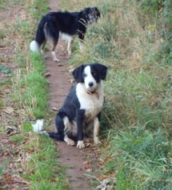 Wagtail Walks