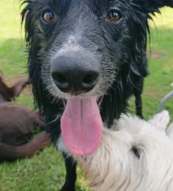 Harvington Kennels & Cattery