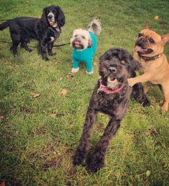 Hampstead Housesitters / Hampstead Hounds