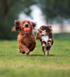 Pets in the City