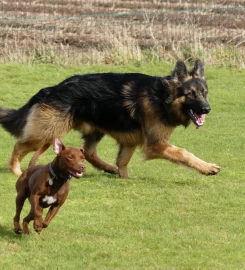 Harvington Kennels & Cattery