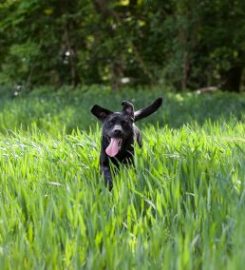 Ridge Hill Kennels & Cattery