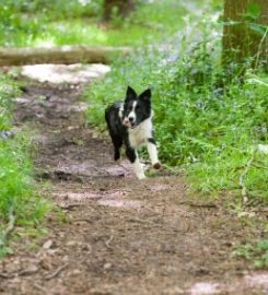 Ridge Hill Kennels & Cattery