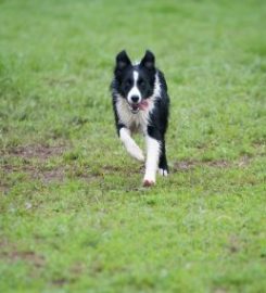 Ridge Hill Kennels & Cattery