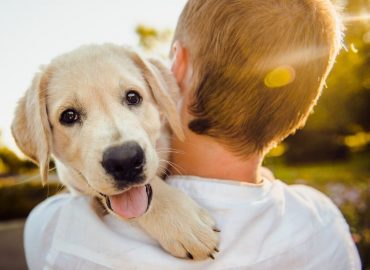 The Pet Buddy