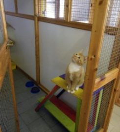 Posh Paws Cattery