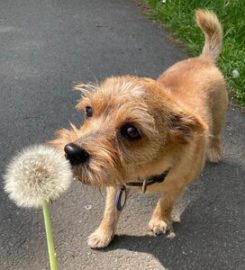 Pets in the City