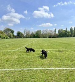 A&N Just Like Home Dog Walking