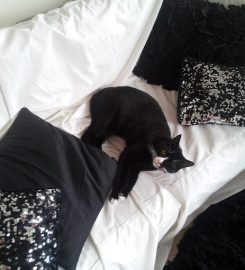 Sally & Jonny, Lovely Cat Sitters and House Sitters in Central London