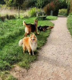 The Collar Club – Dog Walking Adventures Bournemouth & Poole