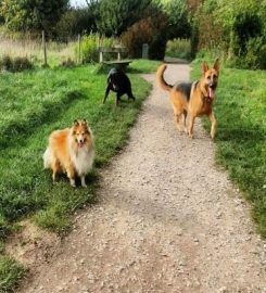 The Collar Club – Dog Walking Adventures Bournemouth & Poole