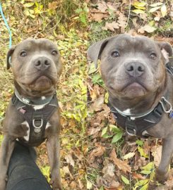 Pack Pals Dog Walking