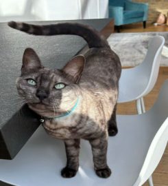 The Cat Butler Brighton – Cat Sitting Service, Cattery Alternative