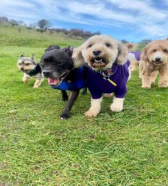 Kiwi Canines – Hove and Brighton Dog Walking