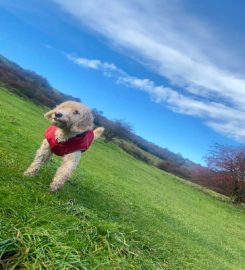 Kiwi Canines – Hove and Brighton Dog Walking