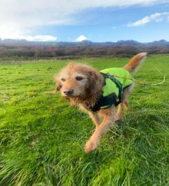 Kiwi Canines – Hove and Brighton Dog Walking