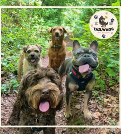 Tailwags Dog Walking