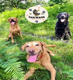 Tailwags Dog Walking