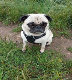 Muddy Paws of Beaconsfield