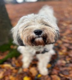 Skinner's Strolls Doggy Day Care