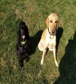 Cosy Kennels and Cattery