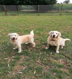 Cosy Kennels and Cattery