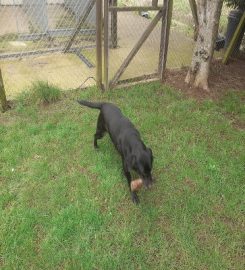 Cosy Kennels and Cattery