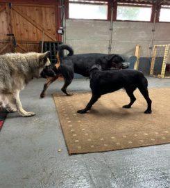 Fenn Breeze Doggy Day Care