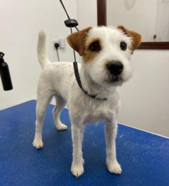 Precious Paws Pet Grooming Huntingdon