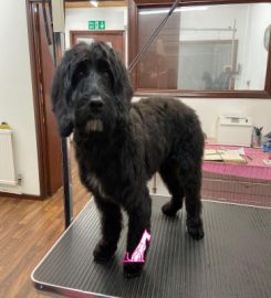 Precious Paws Pet Grooming Huntingdon