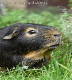 Tiny Paws – The Guinea Pig Groomer