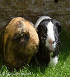 Tiny Paws – The Guinea Pig Groomer