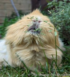 Tiny Paws – The Guinea Pig Groomer