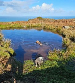 Animals at Home (Cornwall)