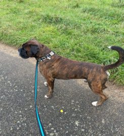 Hounds About A Walk