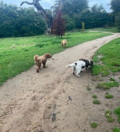 Hounds About A Walk