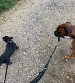 Hounds About A Walk