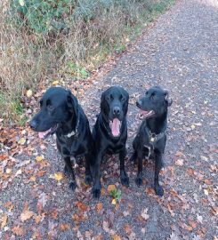 Ampthill Dog Walkers