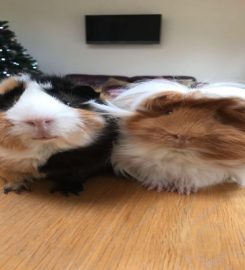 Congleton Guinea Pig Boarding