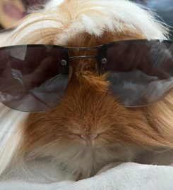 Congleton Guinea Pig Boarding