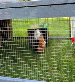 Congleton Guinea Pig Boarding