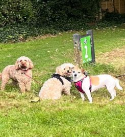 Tiny Paws Professional Dog Walker