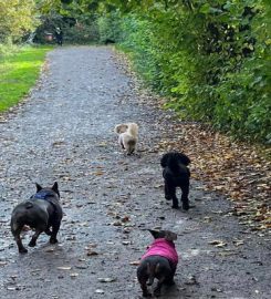 Tiny Paws Professional Dog Walker