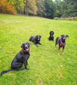 Treacle Town Hounds