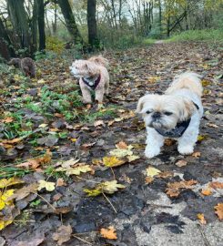 Dog Walkers of Davenham