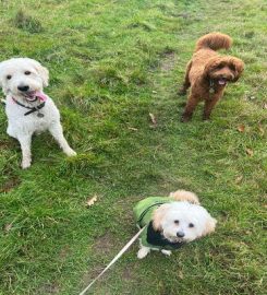 Dog Walkers of Davenham