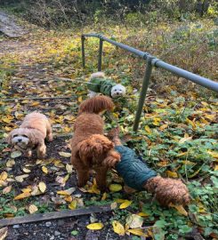 Dog Walkers of Davenham